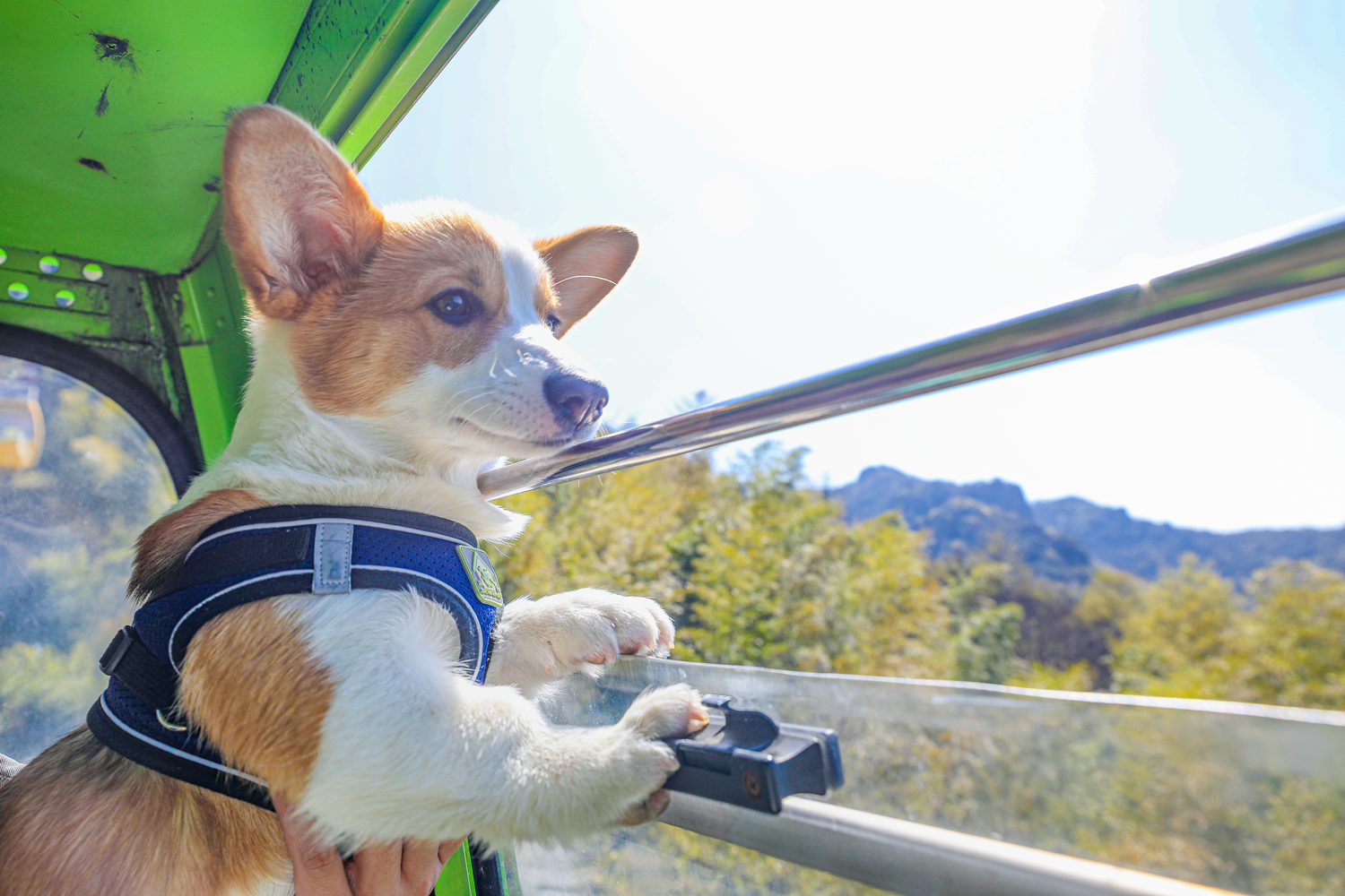 馬仁奇峰第一屆萌犬登山節(jié)，有狗狗的游客有福啦！