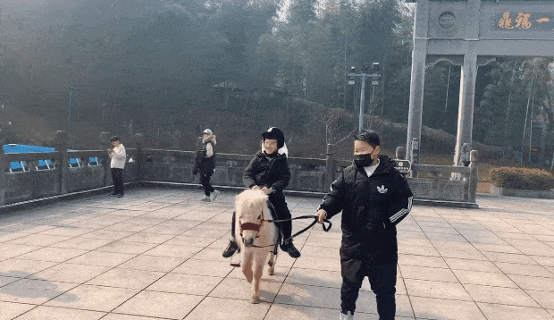 特價(jià)！馬仁周末親子游，爸媽騎車天上飛，萌寶遛馬地上跑！